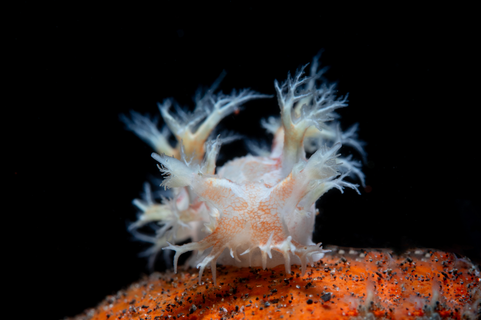 Tritonia, Semporna